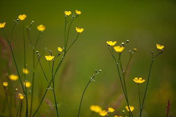 Image showing Spring Meadow