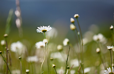 Image showing Spring Meadow