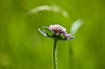 Image showing Spring Meadow