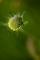 Image showing Spring Meadow