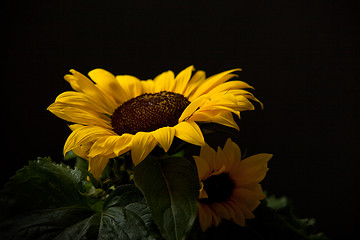 Image showing Sunflower Helianthus annuus