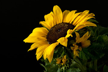 Image showing Sunflower Helianthus annuus