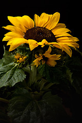 Image showing Sunflower Helianthus annuus