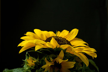 Image showing Sunflower Helianthus annuus