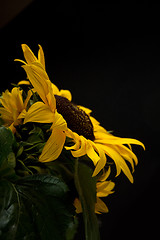 Image showing Sunflower Helianthus annuus