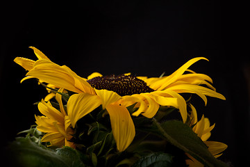 Image showing Sunflower Helianthus annuus