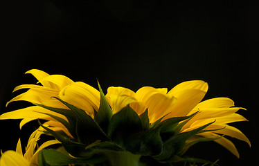 Image showing Sunflower Helianthus annuus