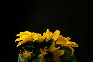 Image showing Sunflower Helianthus annuus