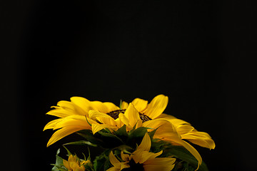 Image showing Sunflower Helianthus annuus