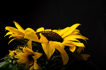 Image showing Sunflower Helianthus annuus