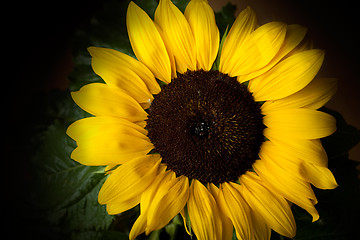 Image showing Sunflower Helianthus annuus