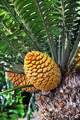 Image showing Cycad cone, Encephalartos Transvenosus - Monte Palace botanical garden, Monte, Madeira