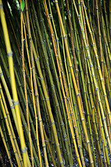 Image showing Bamboo jungle - Monte Palace botanical garden, Monte, Madeira