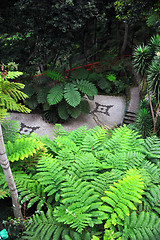 Image showing Monte Palace Tropical Garden– Monte, Madeira