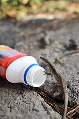 Image showing Viviparous lizard and plastic bottle – environment - concept