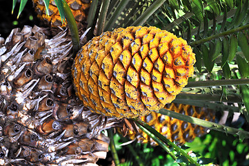 Image showing Cycad cone, Encephalartos Transvenosus - Monte Palace botanical garden, Monte, Madeira