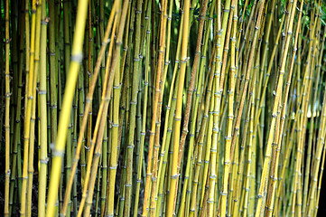 Image showing Bamboo jungle - Monte Palace botanical garden, Monte, Madeira