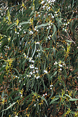 Image showing Eucalyptus, Gum Tree, north of Madeira island,  Portugal