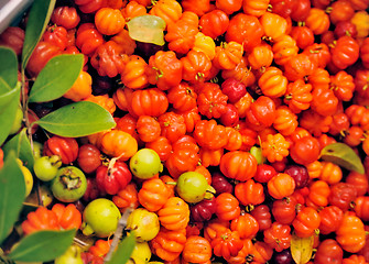 Image showing Surinam Cherry , Pitangas, Eugenia uniflora, fruit of Madeira