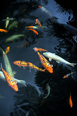 Image showing Monte Palace Tropical Garden – Koi Carp – Monte, Madeira