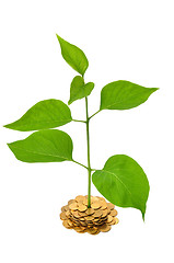 Image showing Plant and Coins