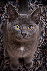 Image showing cute gray cat