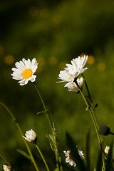 Image showing Daisies