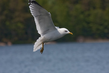 Image showing Seagull in flight