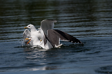 Image showing Fighting seagulls