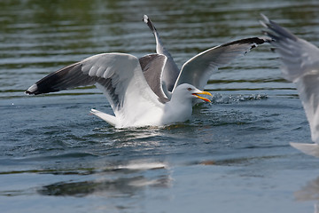 Image showing Fighting gulls