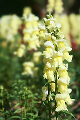 Image showing snapdragon flowers