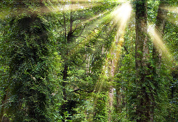 Image showing sunshine through trees in rain forest
