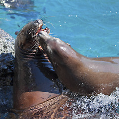 Image showing Sea lions