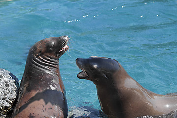 Image showing Sea lions