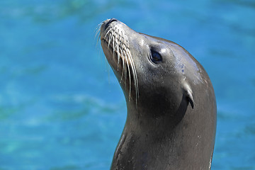 Image showing Sea lion