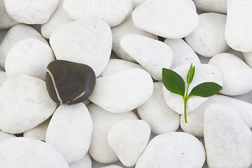 Image showing white stones and green leaf