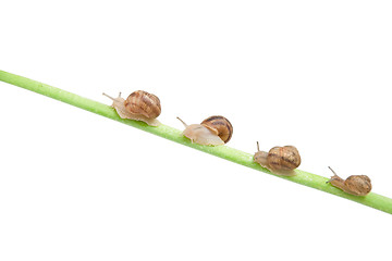 Image showing family of snail climbing