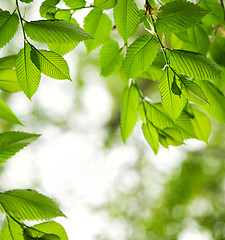 Image showing Green spring leaves