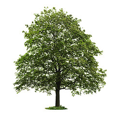 Image showing Isolated mature maple tree