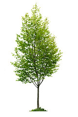 Image showing Isolated young tree