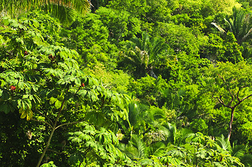 Image showing Tropical jungle background