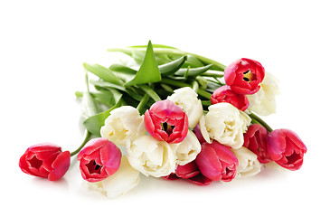 Image showing Red and white tulips