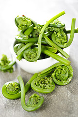 Image showing Fiddleheads