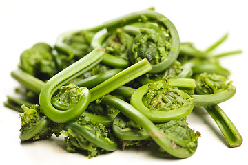 Image showing Fiddleheads