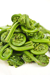 Image showing Fiddleheads