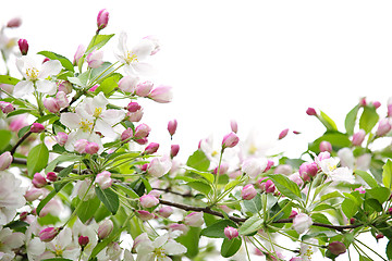 Image showing Apple blossoms