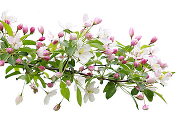 Image showing Blooming apple tree branch