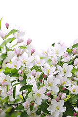 Image showing Apple blossoms background