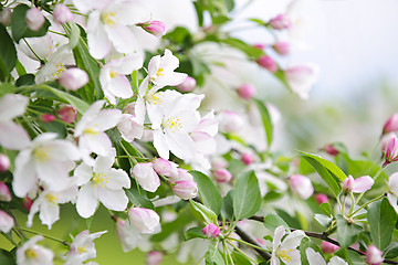 Image showing Blooming apple tree