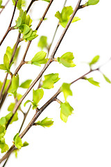 Image showing Branches with green spring leaves